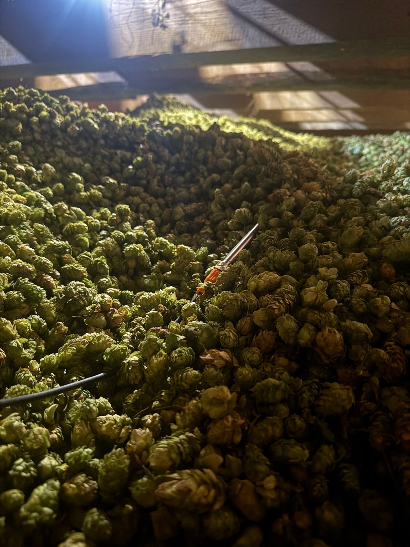 Hopfentrocknung